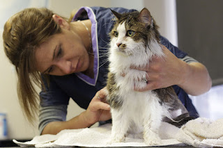 Cuidado Veterinario Esencial para Gatos: Cuándo y Cómo Mantener a tu Felino Saludable