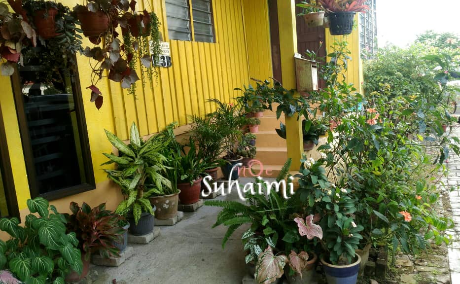 pokok daunan
