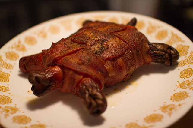 Bacon Turtle1