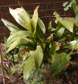 Dried out aspidistra struggling in semi-sun