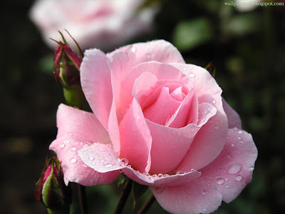 Lite Pink Rose Standard Resolution Wallpaper