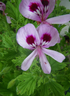 Scented Pelargonium / Geranium Frensham Lemon