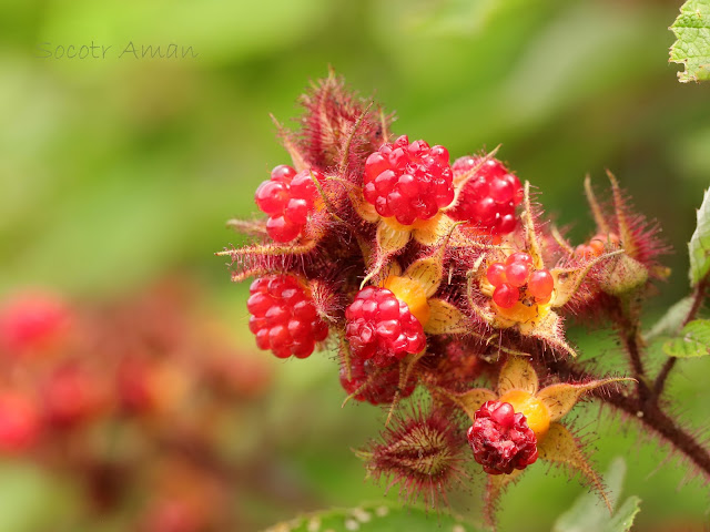 Rubus phoenicolasius