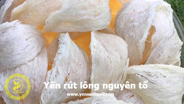 Yến rút lông nguyên tổ lộc ơi bảo lộc lâm đồng.