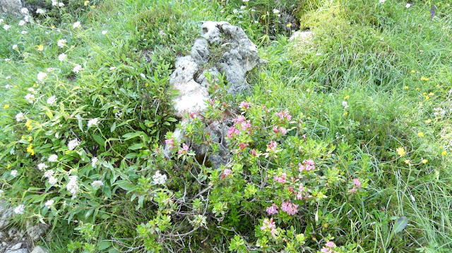 Rosengarten, Dolomiten