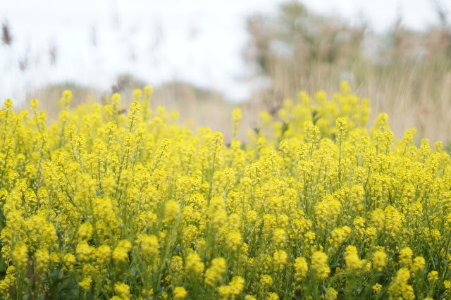 The Norfolk countryside in spring