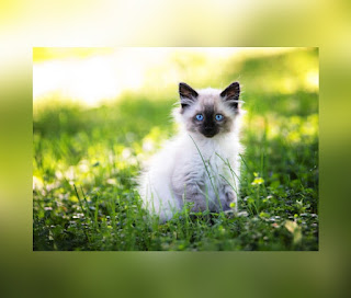 This is an illustration of the a cat from the Birman Breed
