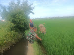 Bersama Poktani Desa, Babinsa Setia Dampingi Cek Masa Tanam Padi