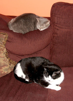 couch = cat bunk beds