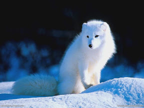 Polar Animals | nature desktop wallpapers Images Photos