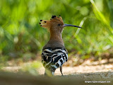 动物图片Animal Pictures- Eurasian Hoopoe