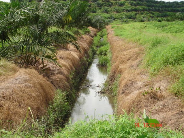 Keistimewaan Pohon Kelapa Sawit Industri Sawit 