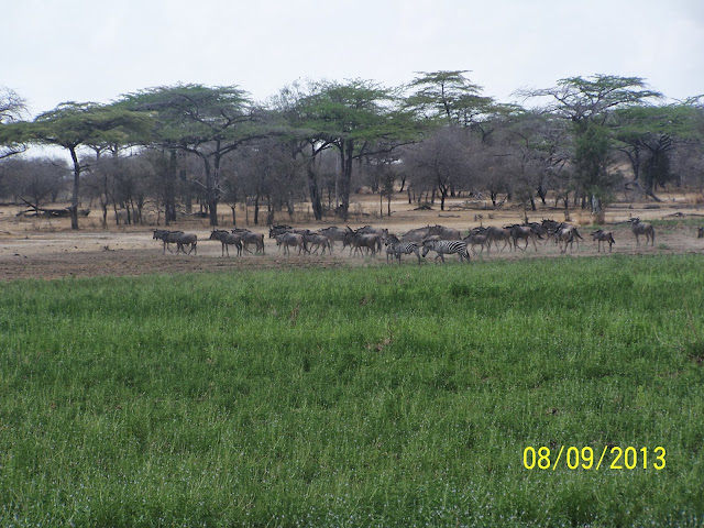 Selous Game Reserve