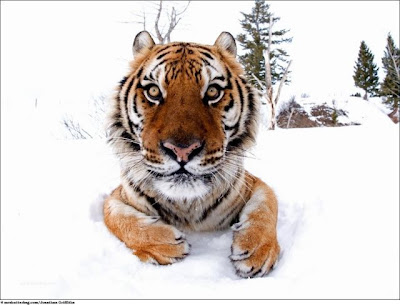 Stunning Close Up Photography Of Wild Animals