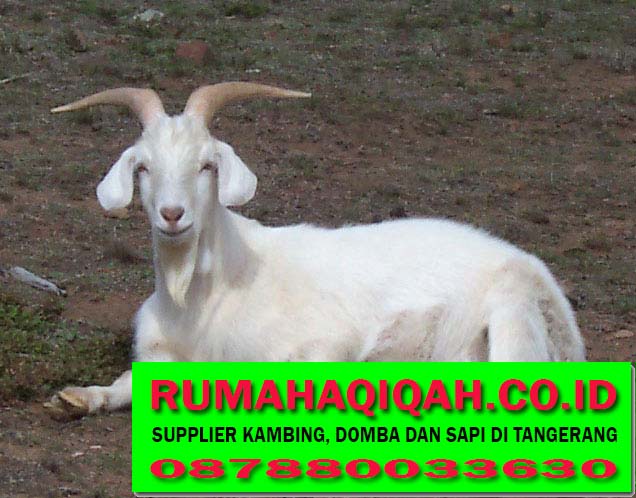 087880033630  Supplier Kambing aqiqah dan sapi Qurban 