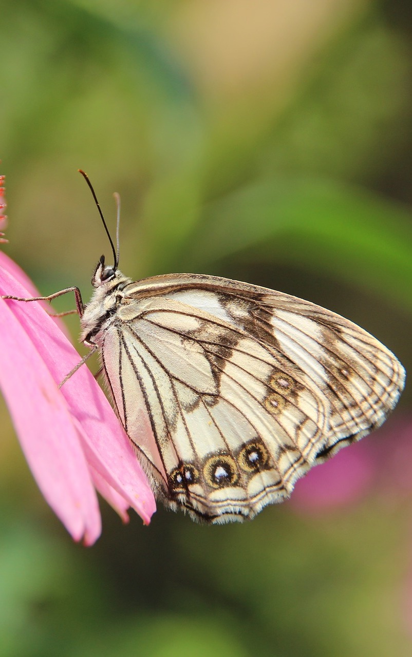 Butterfly on petals of a flower.