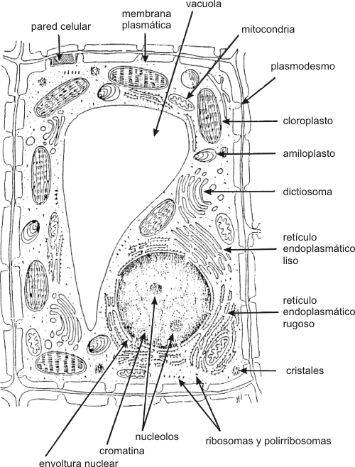 celula vegetal y sus partes. celula animal y sus partes.