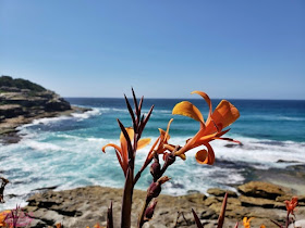 Coastal Walk de Bondi até Coogee, um dos melhores passeios em Sydney