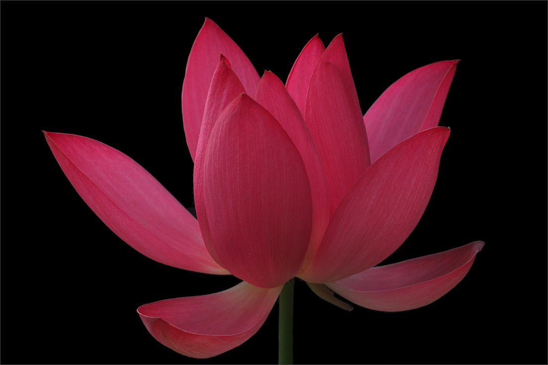 Red Lotus Flower Flower HD Wallpapers, Images, PIctures