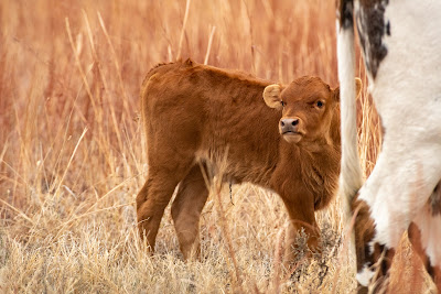 Texas Longhorn, Wichita Mountains National Wildlife Refuge