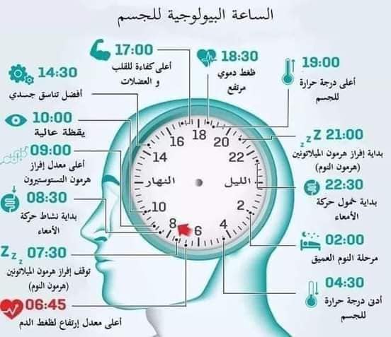 الساعات البيولوجية أو الساعة الحيّوية - Biological Clock