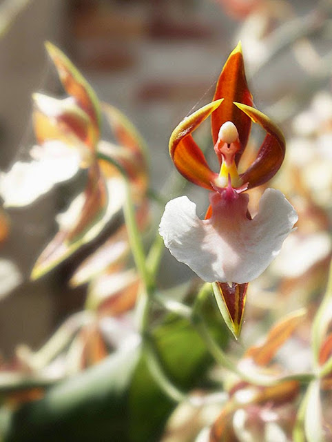 Orchid That Looks Like A Ballerina, ballerina, orchid, resemble flowers, flowers
