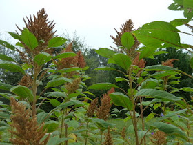 Golden giant amaranth seed heads