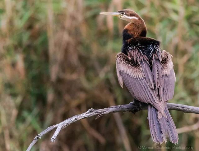 African Darter at Intaka Island