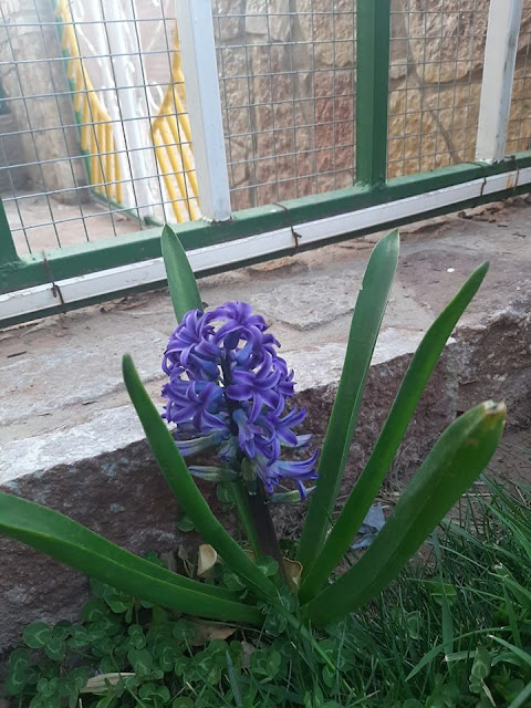 Die Blumenzwiebeln habe ich aus meiner badischen Heimat mitgebracht.