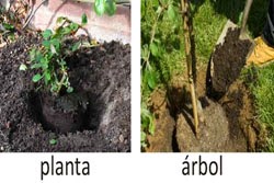  siguientes pasos para plantar una planta o un árbol es colocarla firmemente y se comienza a ordenar con la mano cuidadosamente las raíces de tal forma que queden bien distribuidas por todos sus alrededores. Aquí hay que poner la tierra con los nutrientes, abonos y fertilizantes