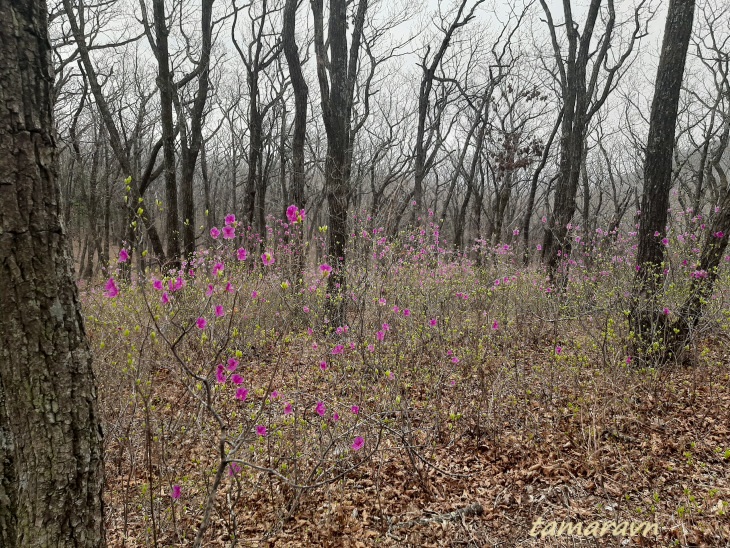 Рододендрон остроконечный (Rhododendron mucronulatum)