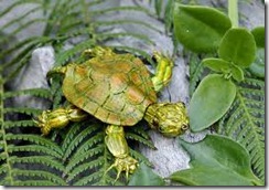 turtle