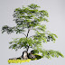 FREE SKETCHUP BONSAI 42