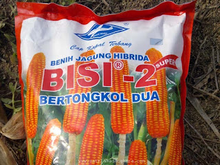 Cara menanam jagung bisi 2