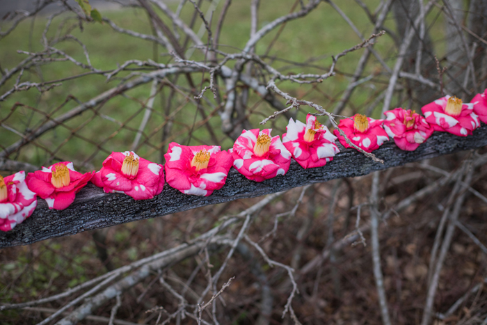 pink camellia flowers