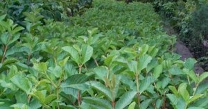 Bibit Jambu Kristal Jual bibit tanaman buah hias hutan Bibit Jambu Kristal Jual bibit tanaman buah hias hutan