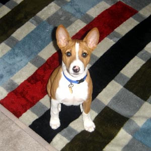 Basenji Puppies