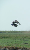 Chobe wildlife