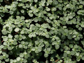 Pilea libanensis - Pilea glauca