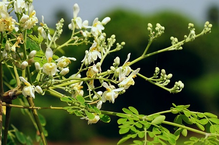 Amazing Benefits of moringa flowers