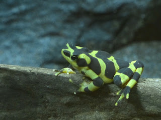 Grenouille dorée du Panama - Atelopus zeteki