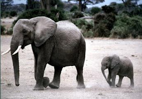 elefante africano Loxodonta africana