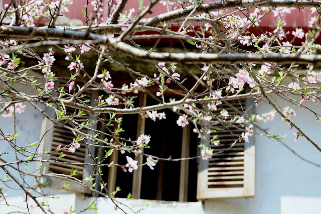 See beautiful late blooming peach blossom on Dong Van stone plateau 2