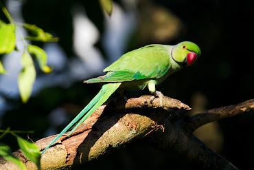 #5 Parakeet Wallpaper