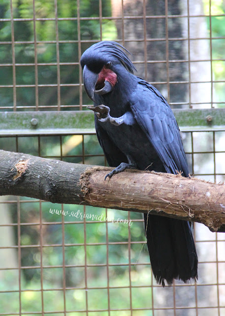 Kebun Binatang Ragunan 2016