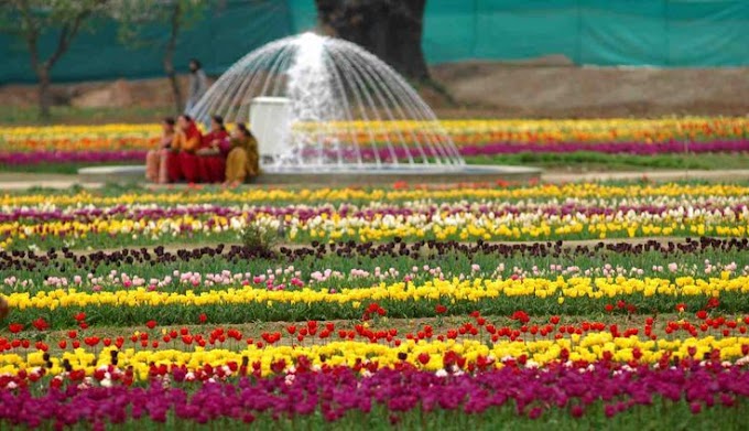 Tulip Garden , Jammu and Kashmir ,India|Timing | Ticket Cost |Location | Near By Food | History |Architecture full details 