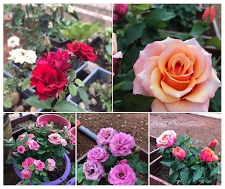 Cara Penjagaan Bunga Ros Hidup Bunga Lebat
