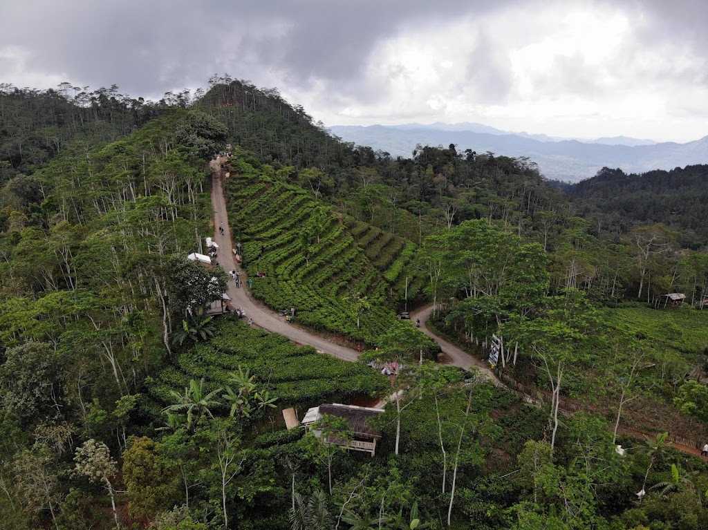 Kebun Teh Nglinggo Kulon Progo