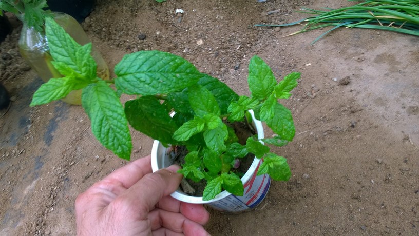 If you don't want your mint plants spreading throughout the garden, it is best to plant mint in pots and keep them under control. because they will root and spread wherever they touch the ground.