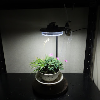 植物鑑賞スタンドで育てる姫フウロ草